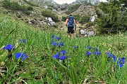 50 Genzianelle di primavera (Gentiana verna)